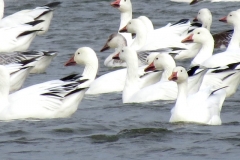 IMG_5286