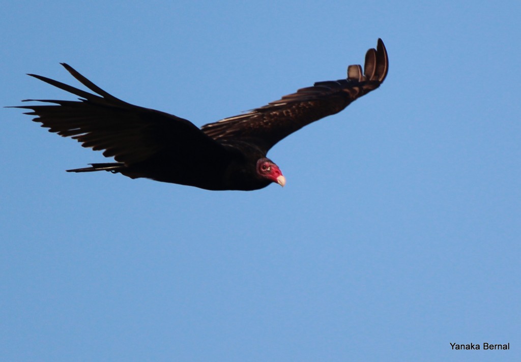 Turkey Vulture TX 1000 Birds