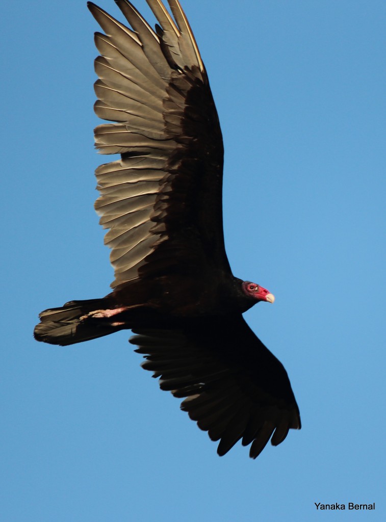 Turkey Vulture TX 1000 Birds